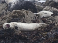 Harbor Seals 1