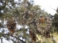 Monarch Butterflies 2