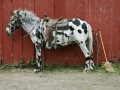 Polka Dot John
