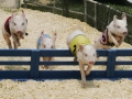Racing Pigs