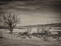 Wagons and Cottonwood Tree