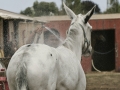 Bathing a Mule