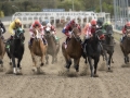Head On Bay Meadows