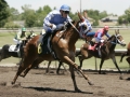 Pleasanton Racing Mule
