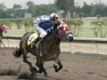 Racing Mule