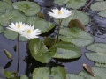 Lotus Flowers