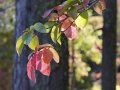 _56A0861_©nora-lee