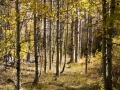 A Walk Through the Aspens