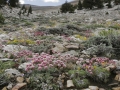 Alpine Flowers