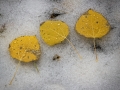 Aspen Leaves in Snow