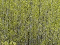 Aspens greening copy