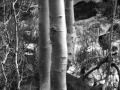 Aspens in Snow