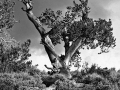 Bristlecone Pine