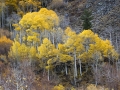 Eastern Sierra Fall Color