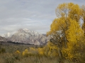 Eastern Sierra Fall Color 2