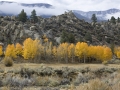 Eastern Sierra Fall Color 4