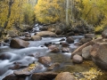 Eastern Sierra Fall Color