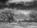 Homestead