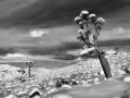 Joshua Trees
