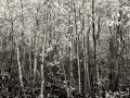 Spring Aspens
