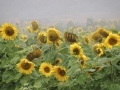 Sunflowers and Fog #1