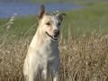 Buddy