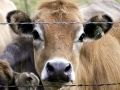 Calf