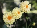 Dahlias