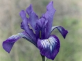 Douglas Iris