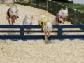 Racing Pigs