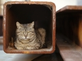 Rusty
