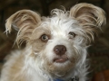 Skipper the Nose