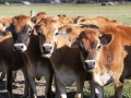 calves
