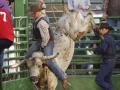 Bull in the corner