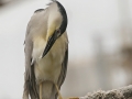 Black Crowned Night Heron 1