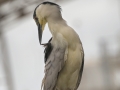 Black Crowned Night Heron 2