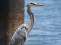 Blue Heron