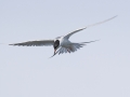 Forster's Tern