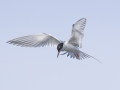 Forster's Tern 2