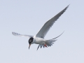 Forster's Tern 3