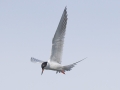 Forster's Tern 4