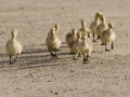 Goslings