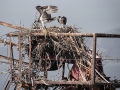 Osprey Nest