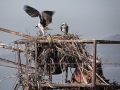 Osprey Nest 2