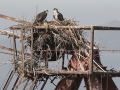 Osprey Nest 4