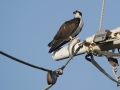 Osprey 2