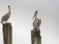 Pelicans