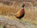 Ring-Necked Pheasant 2