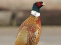 Ring-Necked Pheasant 4