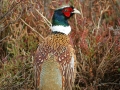 Ring-Necked Pheasant